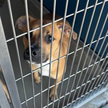 Sabrina -  American Staffordshire Terrier Dog for Adoption in Kingman, Arizona - Sabrina | PetCurious