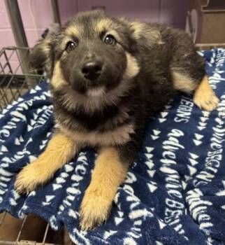 61485873 -  Husky and German Shepherd Dog Dog for Adoption in El Paso, Texas - 61485873 | PetCurious
