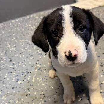 Amy -  Labrador Retriever and Pit Bull Terrier Dog for Adoption in Tuscaloosa, Alabama - Amy | PetCurious