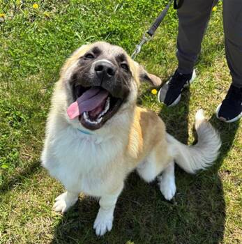Great Pyrenees and Mixed Breed Dogs Available for Adoption in Geneva, Illinois - KATARA | PetCurious