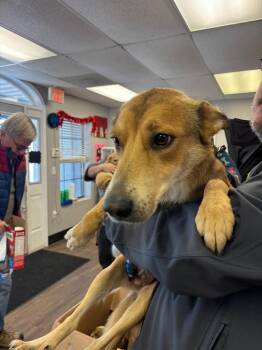 Hound and German Shepherd Dog Dogs Available for Adoption - Lily | PetCurious