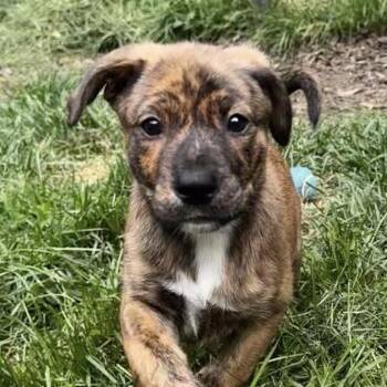 Chick "Chicky" Nikona - Local Darling -  Basenji and Labrador Retriever Dog for Adoption in Andover, Massachusetts - Chick "Chicky" Nikona - Local Darling | PetCurious