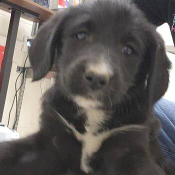 Jean Grey -  Mixed Breed Dog for Adoption in Murray, Utah - Jean Grey | PetCurious