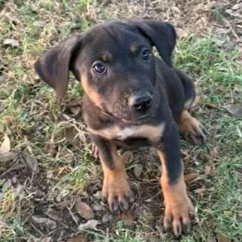Rescue Mixed Breed Dogs for Adoption in Lockhart, Texas - Conan | PetCurious