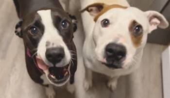 Frankie & Johnny -  Pit Bull Terrier Dog for Adoption in La Honda, California - Frankie & Johnny | PetCurious