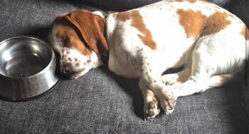 Angus -  Basset Hound Dog for Adoption in Brookville, Ohio - Angus | PetCurious