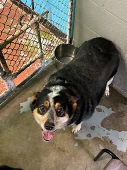 Rescue Australian Cattle Dog Blue Heeler Dogs for Adoption in Winter Park, Colorado - Jeannie | PetCurious