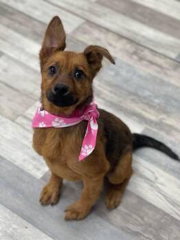 German Shepherd Dog and Australian Shepherd Dogs Available for Adoption in Muskego, Wisconsin - Elizabeth The Sweet Shepherd Puppy | PetCurious