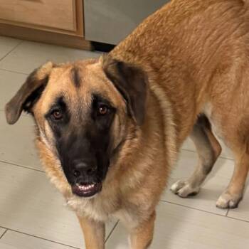 Dixie -  Anatolian Shepherd Dog for Adoption in Norman, Oklahoma - Dixie | PetCurious