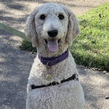 Winslow -  Standard Poodle Dog for Adoption in Olive Branch, Mississippi - Winslow | PetCurious