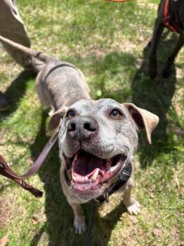 Pit Bull Terrier Dogs Available for Adoption in New Boston, New Hampshire - Minni | PetCurious