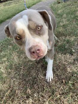 COCOA -  Mixed Breed Dog for Adoption in Dallas, Texas - COCOA | PetCurious