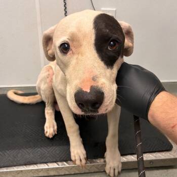 Duke -  Mixed Breed Dog for Adoption in Abilene, Texas - Duke | PetCurious