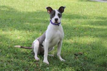 Poppy -  Pit Bull Terrier and Mixed Breed Dog for Adoption in Kansas City, Missouri - Poppy | PetCurious