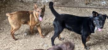 Rescue Australian Shepherd Dogs for Adoption in Glenwood City, Wisconsin - Axel | PetCurious