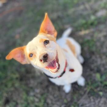 Chihuahua and Terrier Dogs Available for Adoption in San Antonio, Texas - Nacho | PetCurious