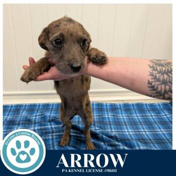 Dachshund and Terrier Dogs Available for Adoption - Arrow (Valentines Day Pups) 031426 | PetCurious