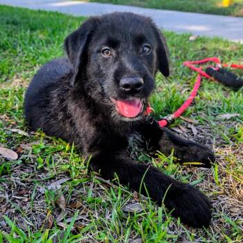 Labrador Retriever Dogs Available for Adoption in Wando, South Carolina - Shiloh | PetCurious