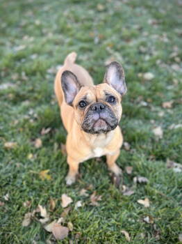 Rescue French Bulldog Dogs for Adoption in Sioux Falls, South Dakota - Charlie Girl | PetCurious