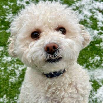 Shih Tzu and Poodle Dogs Available for Adoption - Milo | PetCurious