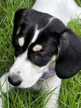 Lob -  Beagle and Hound Dog for Adoption - Lob | PetCurious