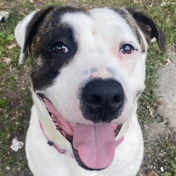 Rescue Mixed Breed Dogs for Adoption in Austin, Texas - Snack Mix | PetCurious