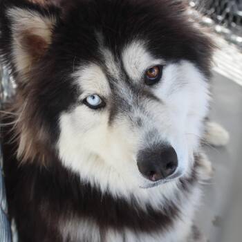 Alaskan Malamute Dogs Available for Adoption in Yucca Valley, California - Scout | PetCurious
