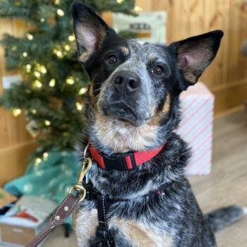 Australian Cattle Dog Blue Heeler Dogs Available for Adoption - Remi | PetCurious