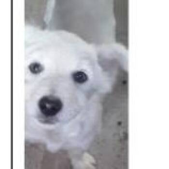Mixed Breed Dogs Available for Adoption in Shorewood, Illinois - Luffy | PetCurious