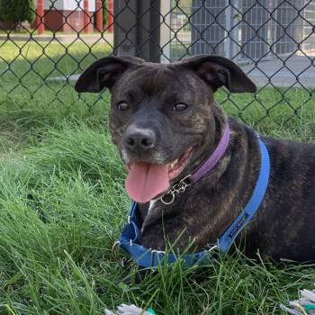 Baby Girl -  Pit Bull Terrier Dog for Adoption in Ballston Spa, New York - Baby Girl | PetCurious