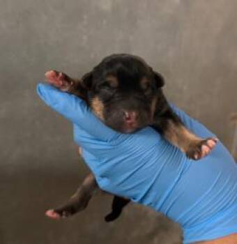 Mixed Breed Dogs Available for Adoption in West Chester, Pennsylvania - Maui | PetCurious