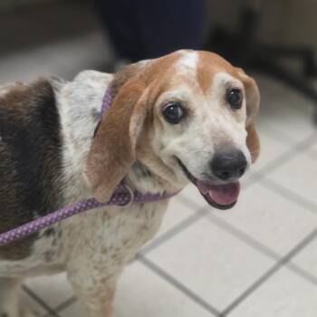 Cyrus -  Mixed Breed Dog for Adoption in Charleston, West Virginia - Cyrus | PetCurious