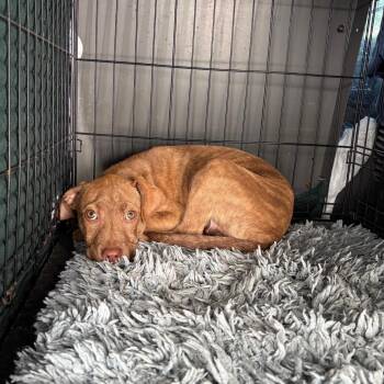 Mixed Breed Dogs Available for Adoption in Milton, Florida - Stapleton | PetCurious