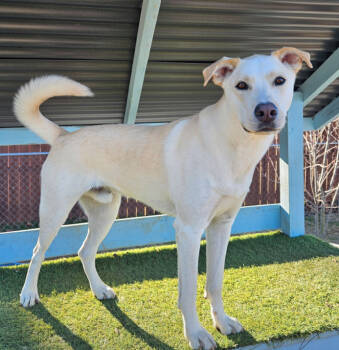 Rescue Labrador Retriever and Husky Dogs for Adoption in Decatur, Georgia - Webster | PetCurious