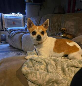 Rescue Chihuahua Dogs for Adoption in Uxbridge, Massachusetts - Chiquis | PetCurious