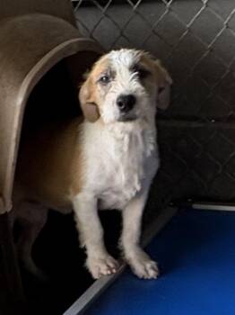 Dizzy & Dove -  Terrier Dog for Adoption in Cairo, Georgia - Dizzy & Dove | PetCurious