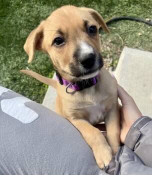 Shepherd and Mixed Breed Dogs Available for Adoption - Aggie | PetCurious