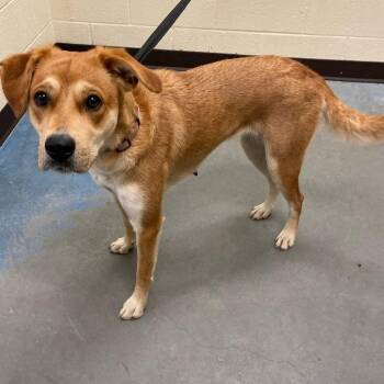 Mixed Breed Dogs Available for Adoption in Memphis, Tennessee - WUUDY | PetCurious
