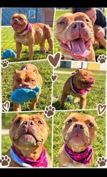 Darla -  American Staffordshire Terrier and Mixed Breed Dog for Adoption in Rensselaer, Indiana - Darla | PetCurious