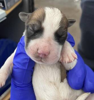 Mixed Breed Dogs Available for Adoption in Dallas, Texas - FUSILLI | PetCurious