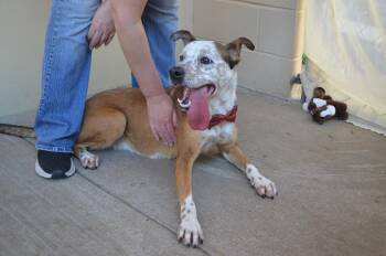 Australian Cattle Dog Blue Heeler Dogs Available for Adoption in Mckinney, Texas - Coda | PetCurious