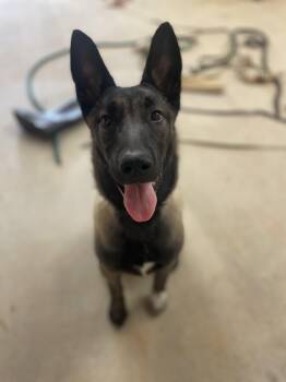 Belgian Shepherd Malinois Dogs Available for Adoption in Lancaster, South Carolina - Sage | PetCurious