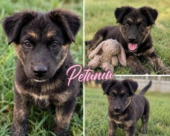 Petunia -  Australian Shepherd Dog for Adoption in Zimmerman, Minnesota - Petunia | PetCurious