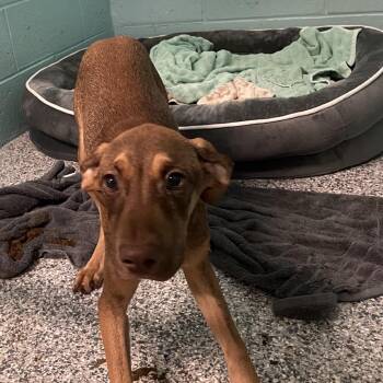Terrier Dogs Available for Adoption in Port Charlotte, Florida - 0580-D26 | PetCurious