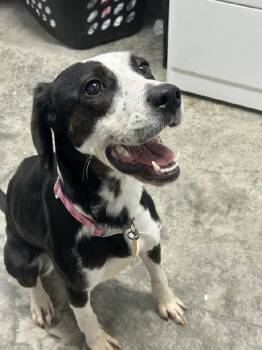 Juni -  Beagle and Pointer Dog for Adoption in Aurora, Illinois - Juni | PetCurious