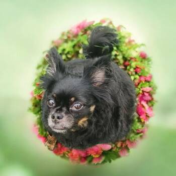 Chihuahua Dogs Available for Adoption in Chesnee, South Carolina - Tubbs | PetCurious