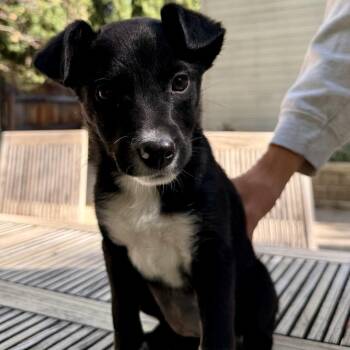Thelma -  Mixed Breed Dog for Adoption in Hailey, Idaho - Thelma | PetCurious