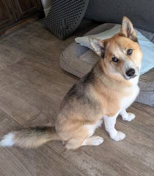 Nelson -  Husky and Australian Shepherd Dog for Adoption - Nelson | PetCurious