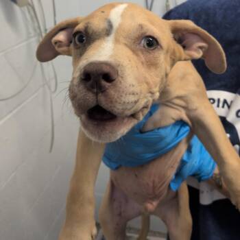 Ben -  American Staffordshire Terrier and Black Mouth Cur Dog for Adoption in Hattiesburg, Mississippi - Ben | PetCurious