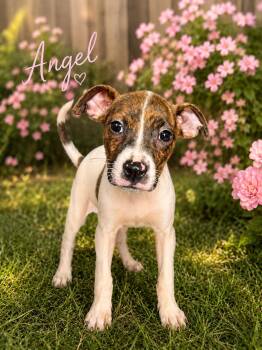 Boxer and Pit Bull Terrier Dogs Available for Adoption in Carmel Hamlet, New York - Angel (Roxie